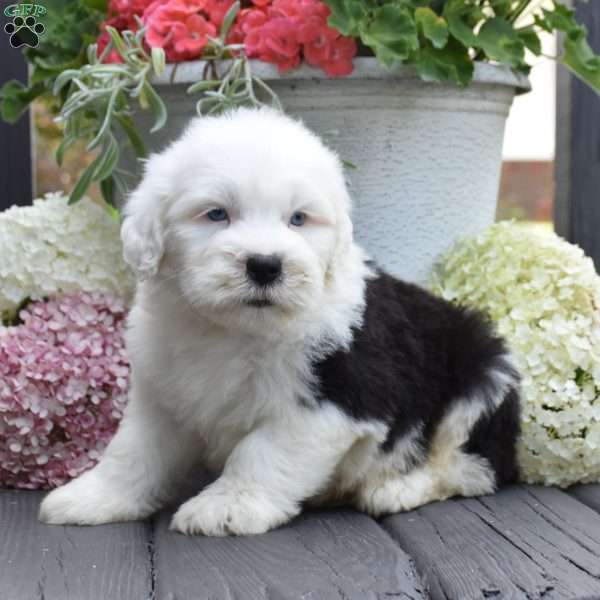 Kal – 2 Blue eyes, Old English Sheepdog Puppy